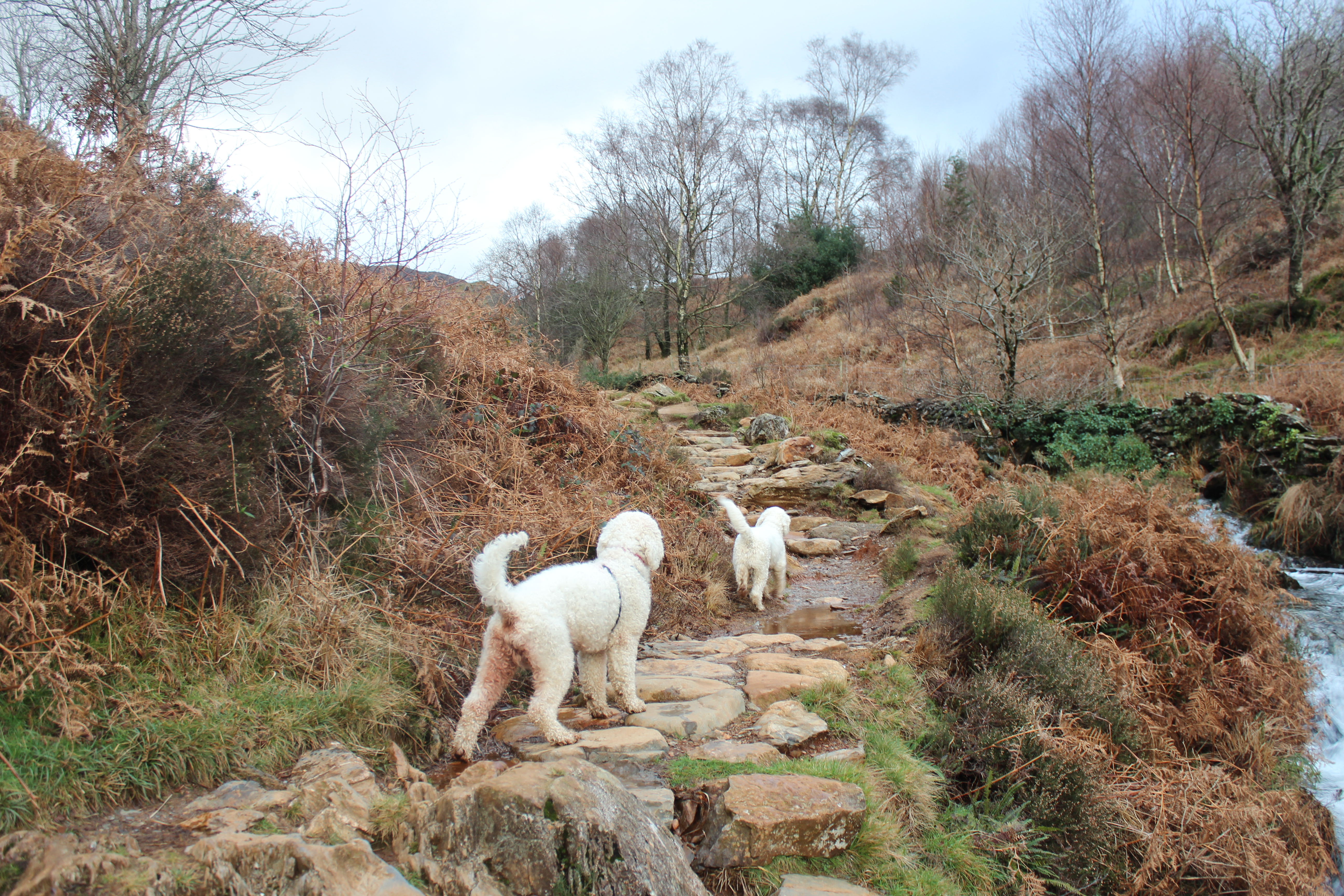 Dogs at Cwm Bychan
