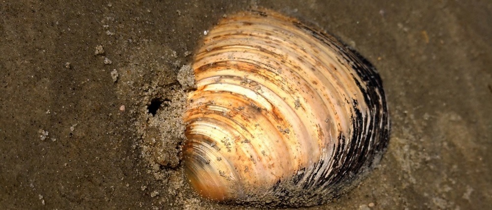 Iceland cyprina shell