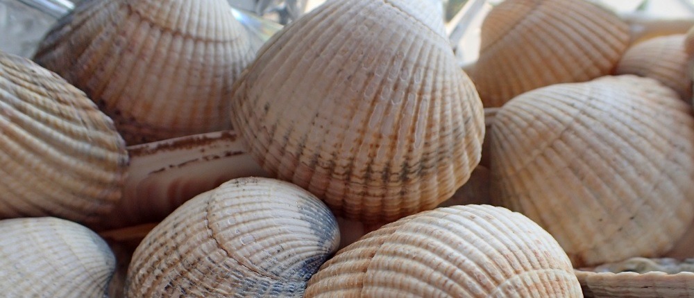 Cockle shells