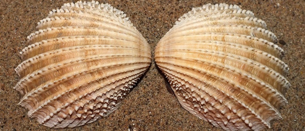 prickly cockle shells