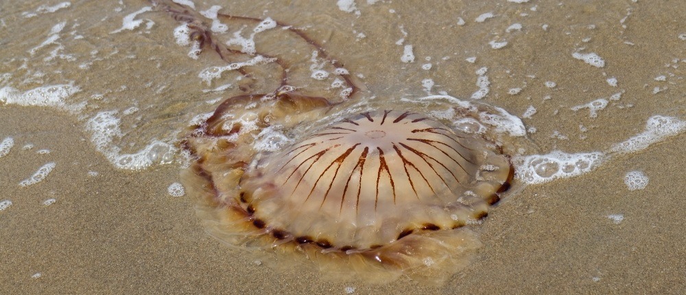 Compass Jellyfish on the beach