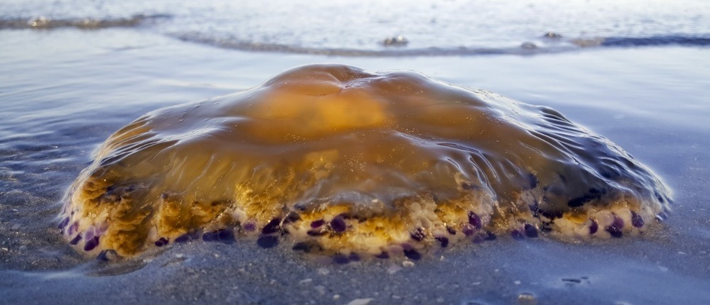 Lion's Mane Jellyfish on the Beach