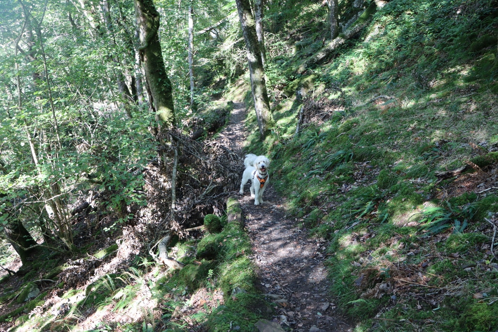 Woodland path on the Torrent Walk