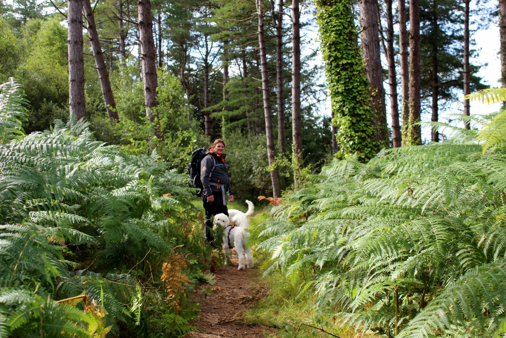 Newborough Forest