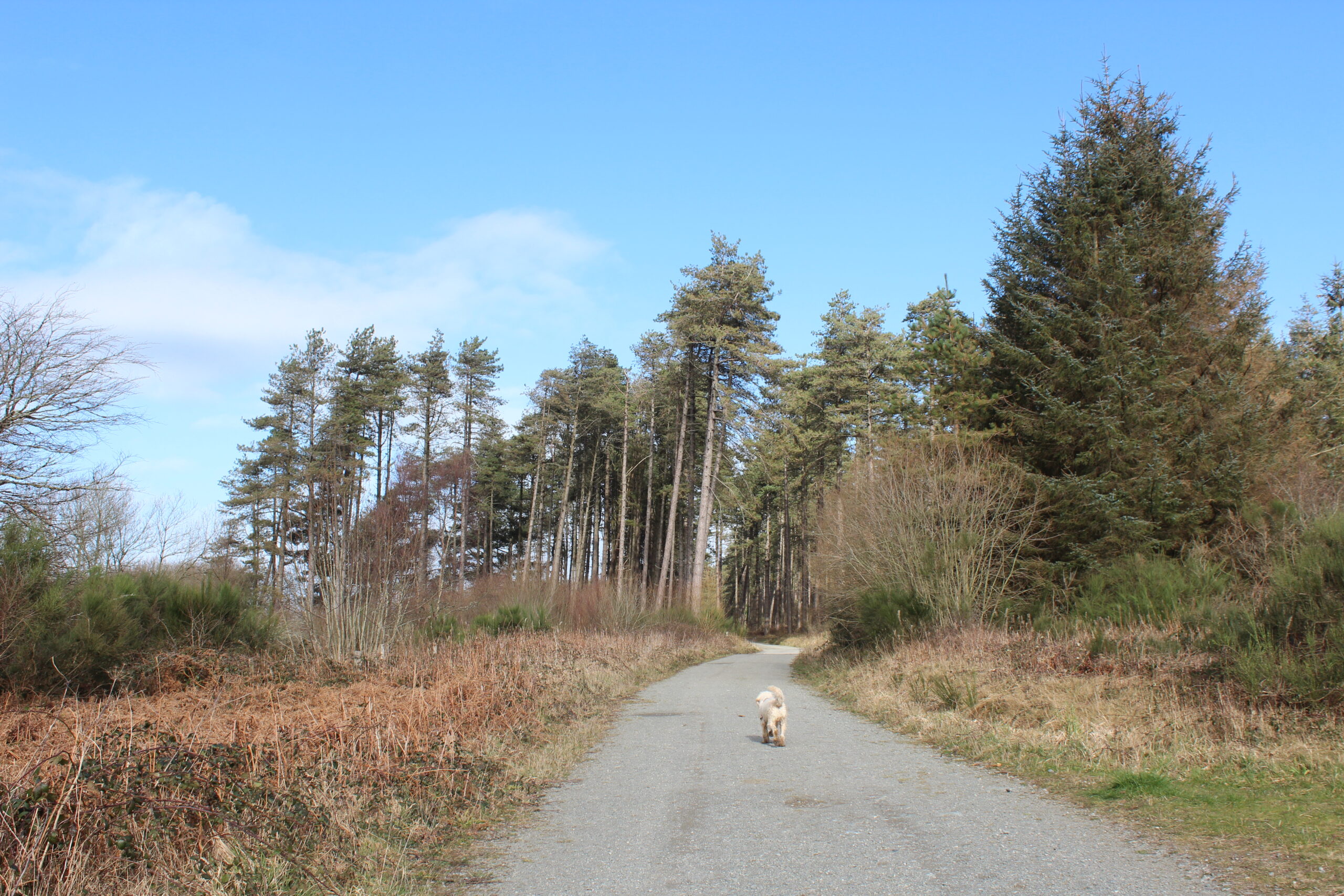 Newborough Forest