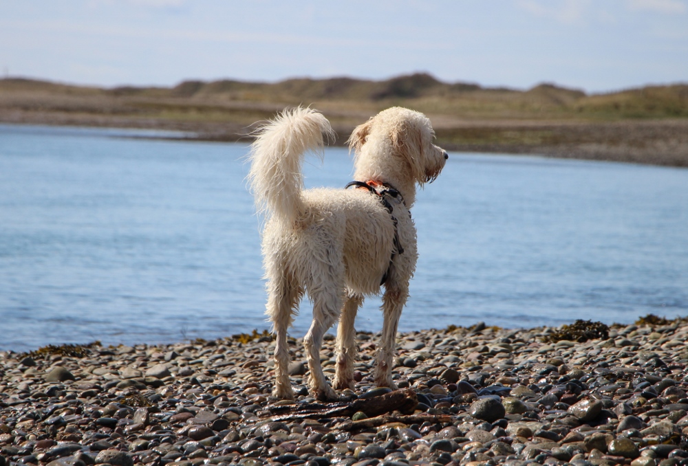 Carrog Estuary