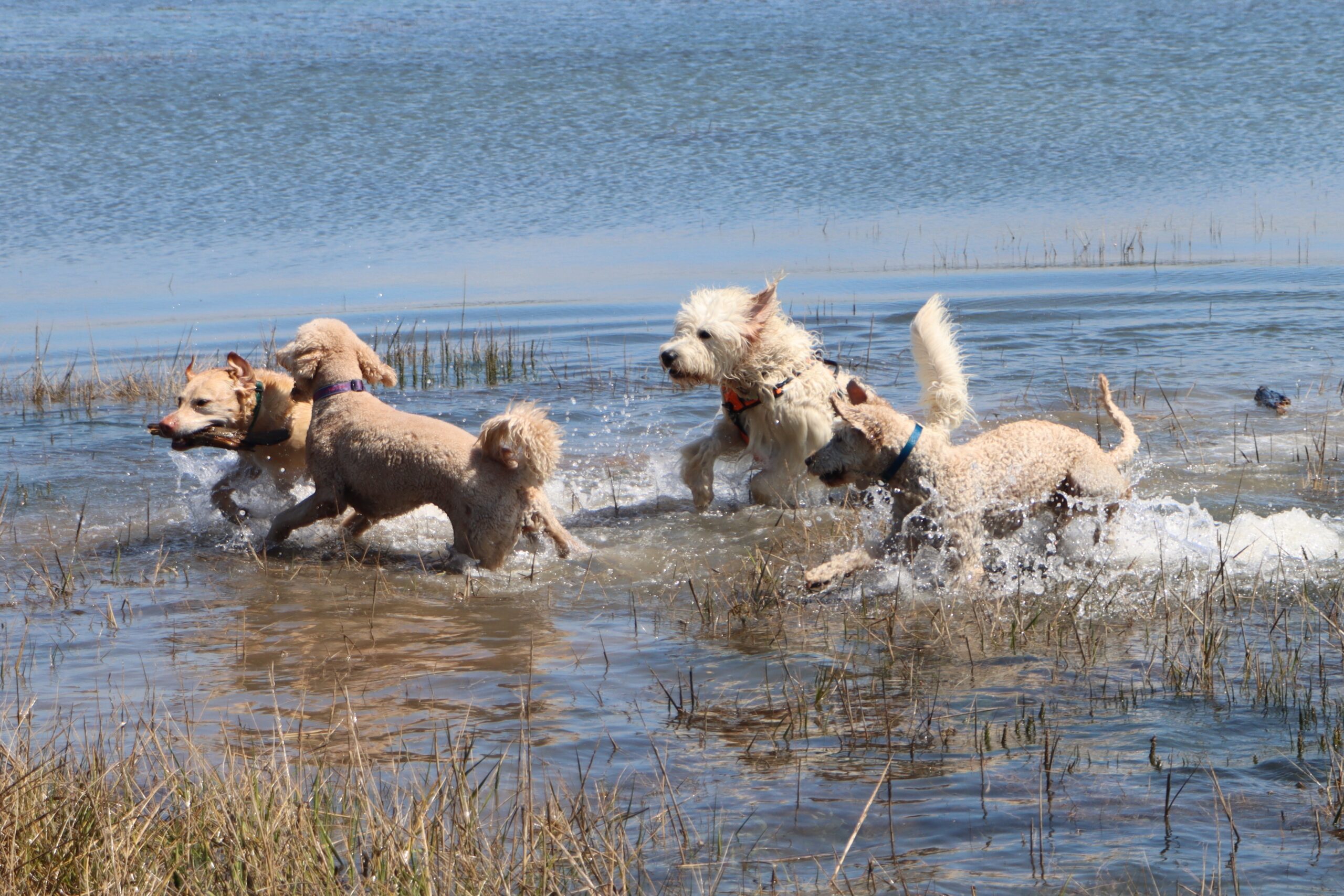 Dogs at the Carrog Estuary