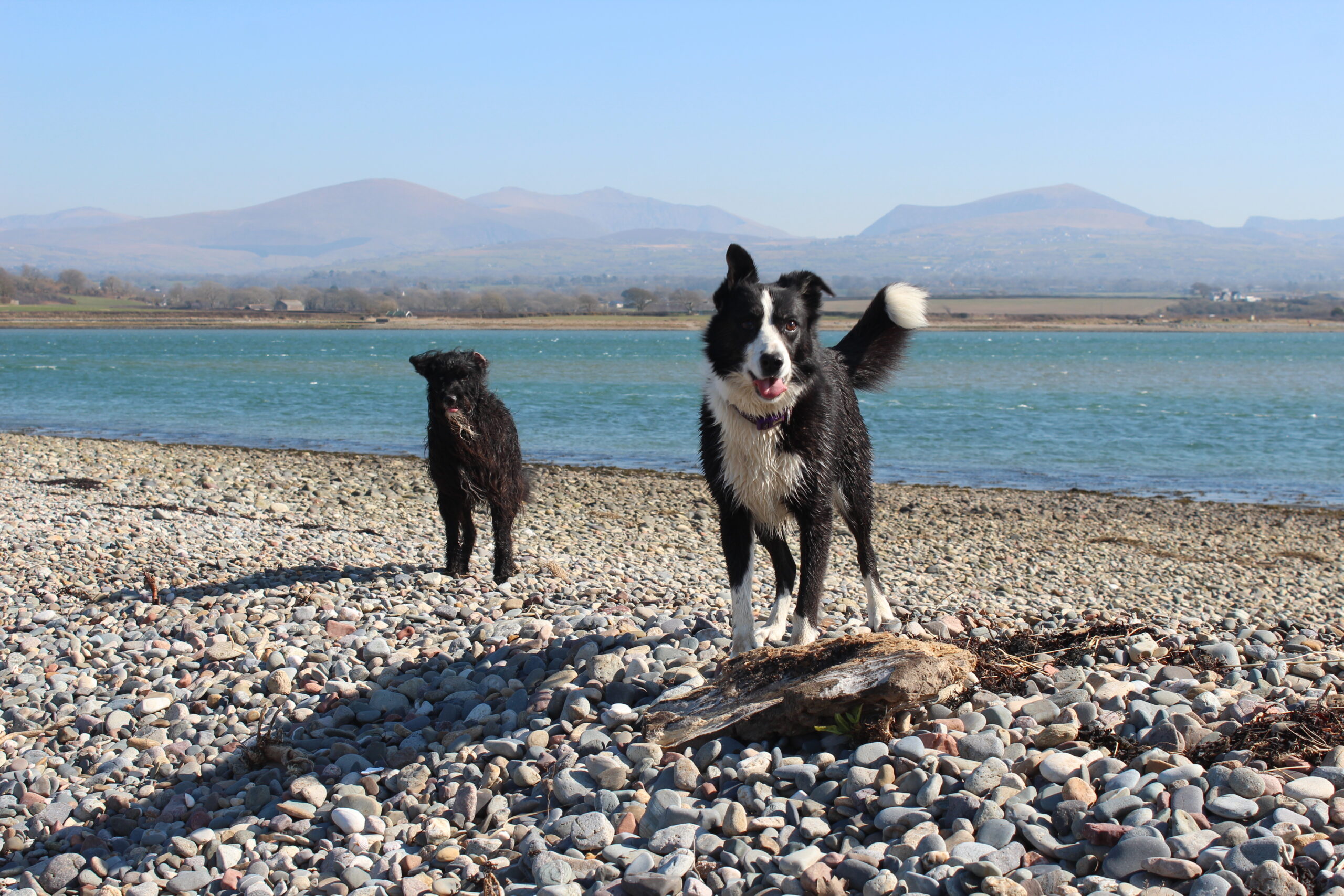 Dogs at Carrog Estuary