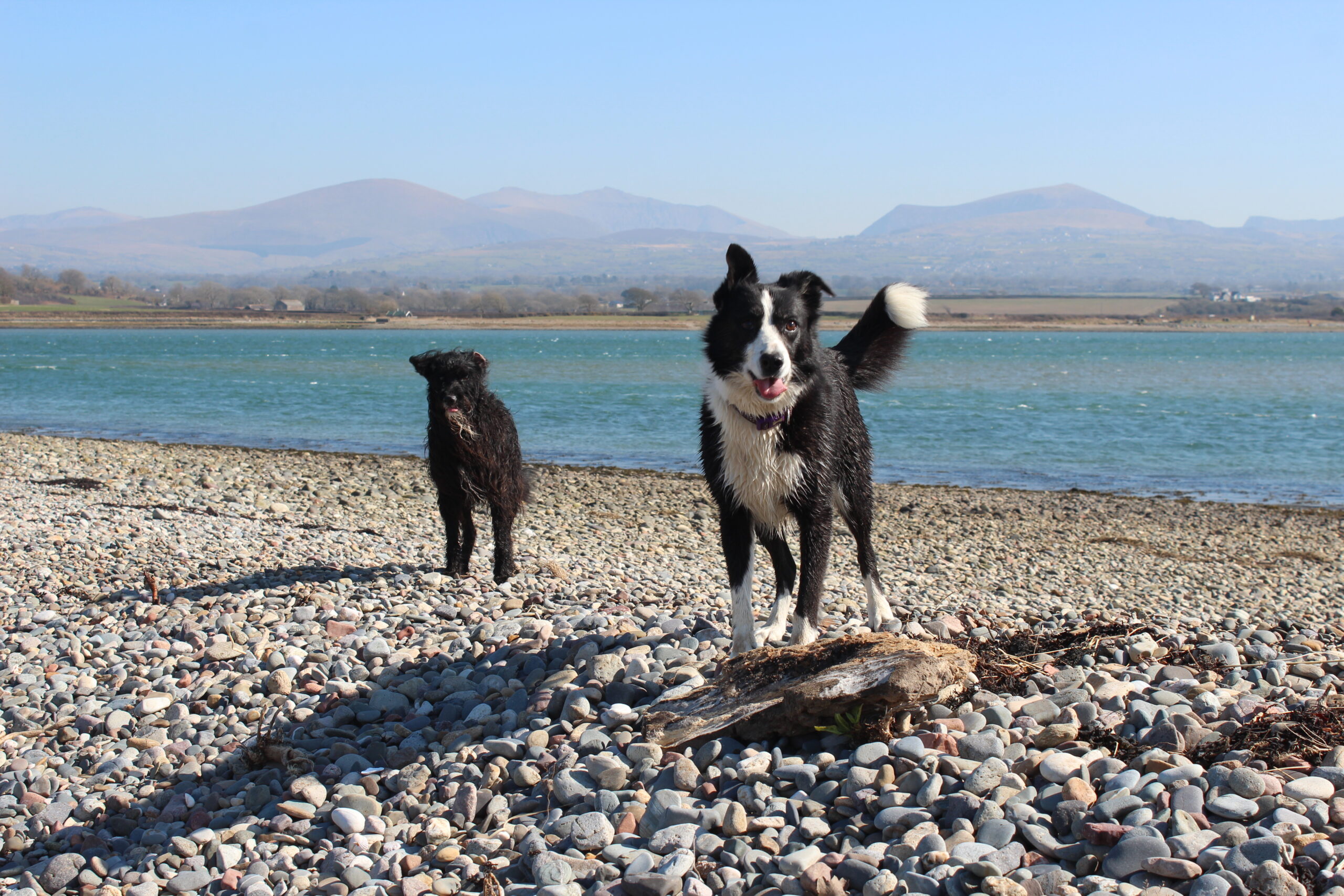 IMG_9396 Dogs at Carrog Estuary