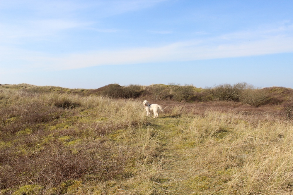 Aberffraw dunes