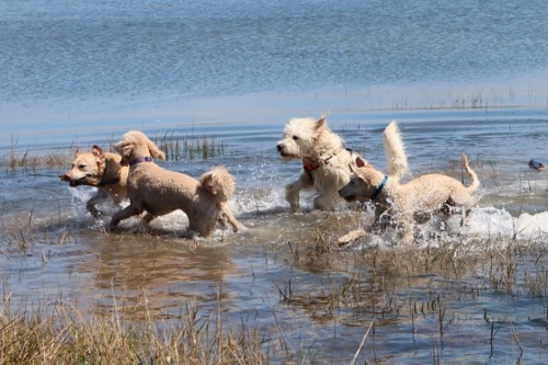 dogs at carrog estuary