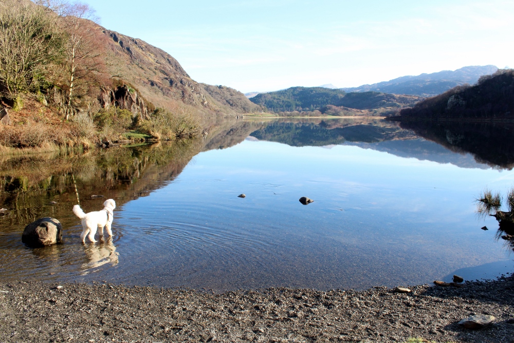 IMG_6166 (1000×667) Llyn Dinas