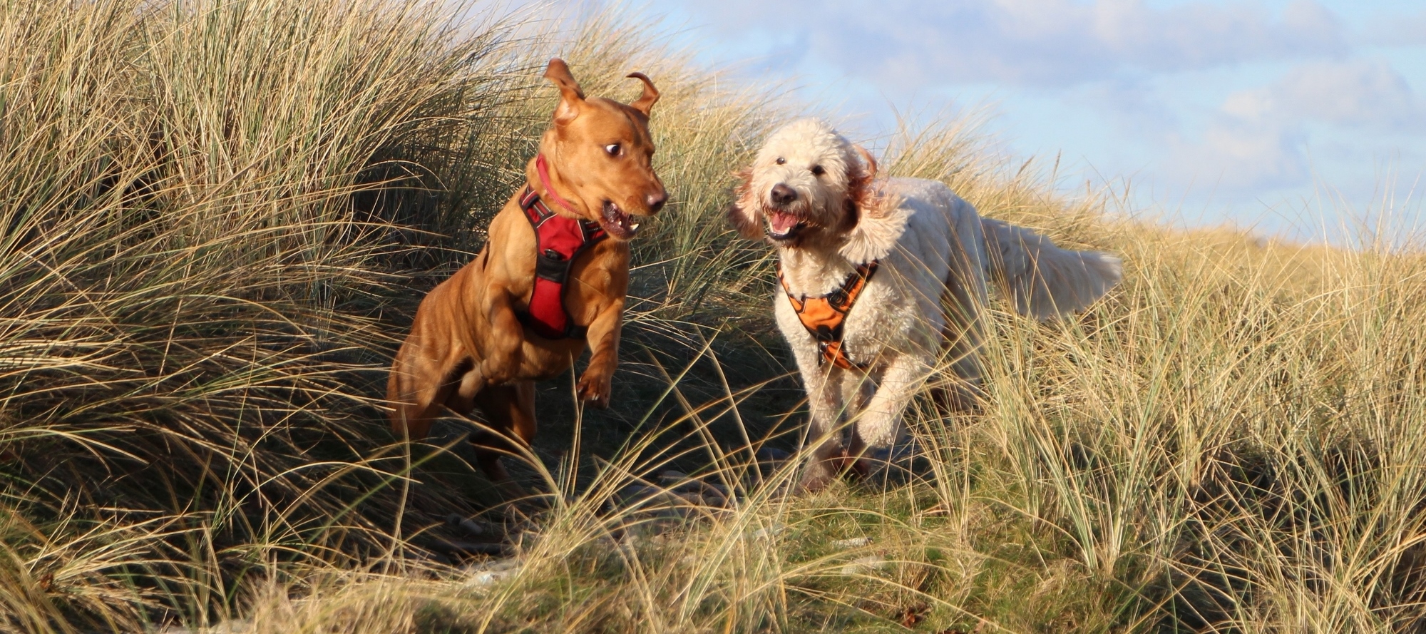 dogs on the dunes