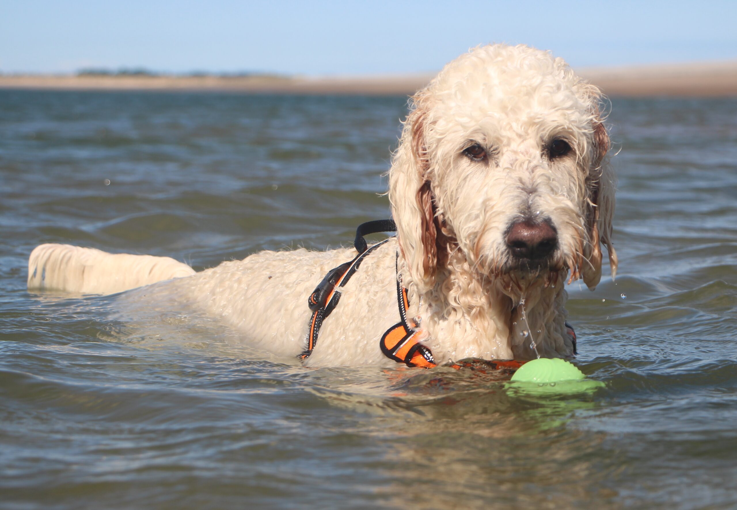 Dog in the sea with ball