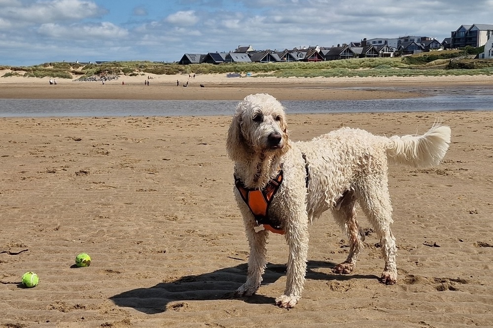 rhosneigr_beach_teddy_final